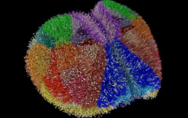 VIDEO Japansko superračunalo napravilo najprecizniju simulaciju mozga dosad viđenu: "Vrata su otvorena"