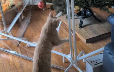 Pokušali zaštititi jelku od mačke, ali plan im se vrlo brzo izjalovio