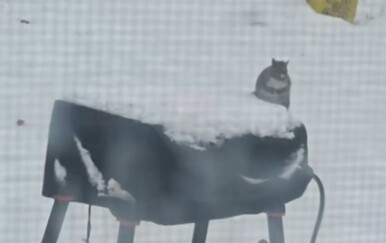 "Debeli gade!": Postavila hranilicu za ptice, ali nije očekivala ovako spretnog lopova