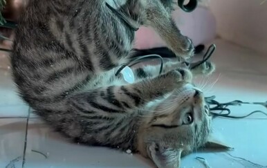 Mače napalo jelku pa se uvalilo u velike probleme, vlasnica se nije mogla prestati smijati