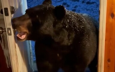Medvjed joj došetao do praga, ovakvo ponašanje nije očekivala