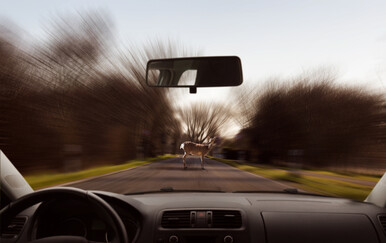 Ilustracija, srna na cesti