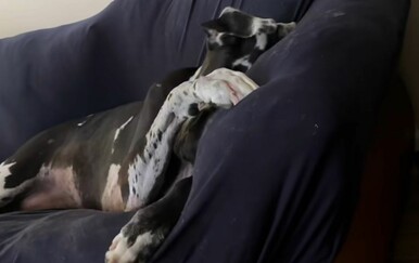 "Kad bi ponedjeljak bio osoba": Njegovo buđenje nasmijalo gledatelje, pogledajte samo to gunđanje!