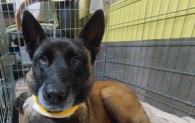 Belgijski ovčar brutalno izboden u Međimurju