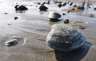 Ova životinja je imala 100 godina još dok je Shakespeare bio živ, a njezina vrsta u sebi krije pravu tajnu dugovječnog života