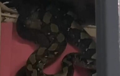 Istražili buku u potkrovlju, pogledajte jezivi prizor koji ih je dočekao