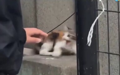 Njihovi ljubimci su čisti kaos, pogledajte u kakvim su ih sve trenucima uhvatili