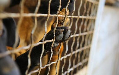 Žena mjesecima zlostavljala supruga: Držala ga u psećem kavezu, tukla ga i uskraćivala mu hranu