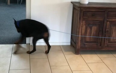 Vlasnici slučajno otkrili trik kako beskonačno zabavljati psa, pogledajte genijalnu ideju