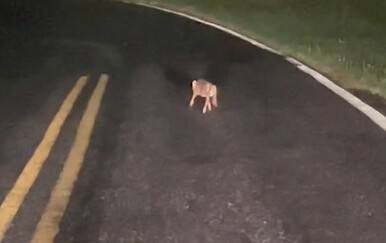 Usred noći naišao na mladunče na cesti, uslijedio je predivan trenutak