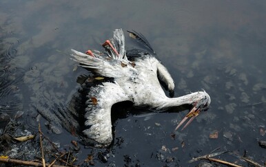 Španjolska uklanja lešine roda pod posebnim mjerama nakon pojave ptičje gripe