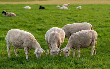 Ministarstvo: Potvrđena kuga malih preživača u Hrvatskoj