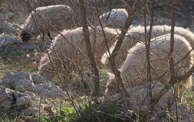 Sve ovce mu usmrćene ubog zaraze, mještani sumnjaju na uzrok