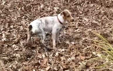 Znatiželjni pas uvalio se u velike probleme, pogledajte kako su ga spasili