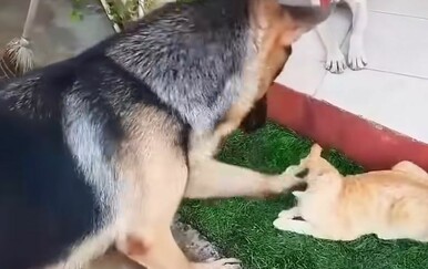 Suživot između pasa i mačka može biti kaotičan, vlasnici snimili šašave prizore