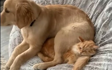 Ovi parovi su neiscrpan izvor zabave, svaki dan pronalaze nove načine nasmijavanja vlasnika