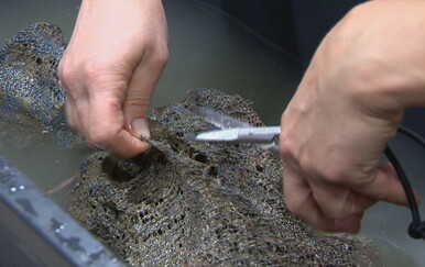 U Istri pronađeno više periski i time je postignut rekord