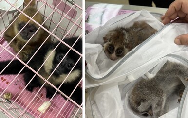 FOTO Velika akcija Interpola: Oslobodili čak 30.000 životinja, prizori su potresni