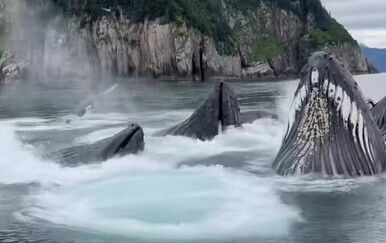 Kitovi opkolili brod, pogledajte veličanstveni prizor od kojeg zastaje dah