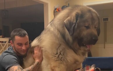 Divovski pas najveća je maza na svijetu, svi bi htjeli ovakvog nježnog diva