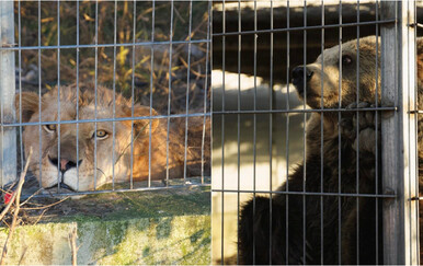 Lav i medvjed simbol sustavnog problema ilegalnog držanja divljih životinja u Albaniji