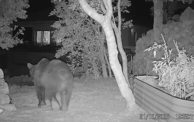 Medvjedi napadaju stoku u Muškovcima