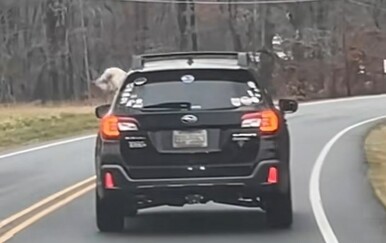 Pas u auto oduševio vozače, preslatki prizor postao hit na društvenim mrežama