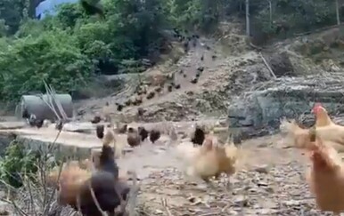 Šaptačica kokošima oduševila internet, sve ih prizvala jednim potezom