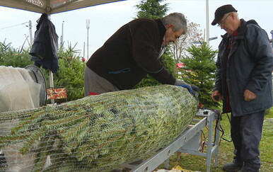 Cijene božićnih drvaca idu i do 500 eura, na tržištu i posebne vrste: "Svi koji ju kupe, vraćaju se i kupuju isključivo nju"