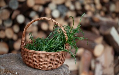 Do 1000 eura za kilogram: Divlje "povrće" koje uspijeva i u Hrvatskoj postaje sve traženije među gurmanima