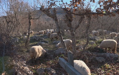 Nova eutanazija stada zbog kuge malih preživača u Dalmatinskoj zagori