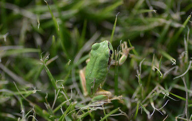 U ovoj vrsti žabe pronađen vrlo moćan lijek protiv raka