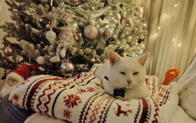 25 fotografija kućnih ljubimaca s božićnim drvcima naših čitateljica