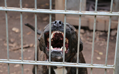 Pas napao dijete kod Bjelovara