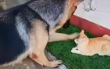 Obračuni između pasa i mačaka otkrili zanimljivu tajnu, možda psi nisu takve dobrice…