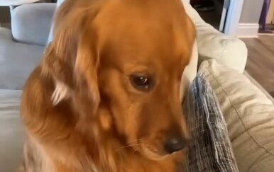 Njihove face govore tisuću riječi: Vlasnici ih uhvatili na djelu, pogledajte preslatke reakcije