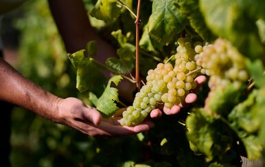 Dobra berba: Vinistra najavila En Primeur mladih malvazija
