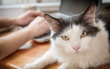 Mačka na računalu (Foto: Thinkstock)