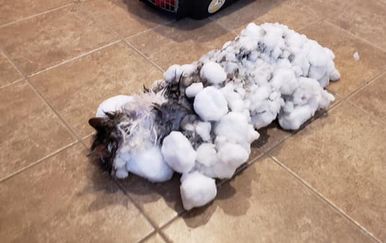 Fluffy (Foto: Facebook)