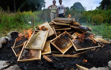 Paljenje košnica nakon smrti pčela (Foto: AFP)