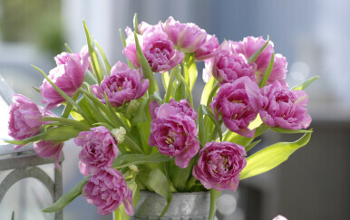 Sorta tulipana zvana Dior - 7