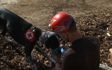 Psi spasioci u Turskoj - 2