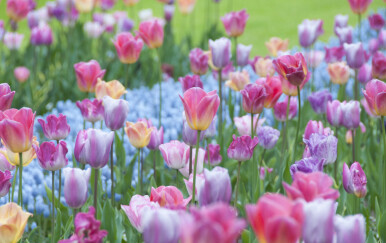 Vrtovi u kojima bi se ljubitelji tulipana osjećali kao u raju - 12