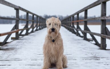 Pas na mostu