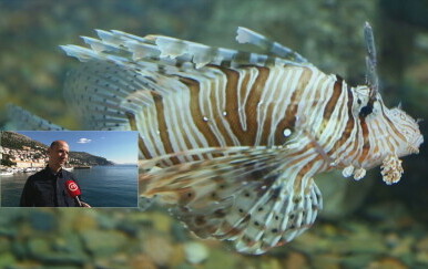 Nova vrsta ribe u Jadranskom moru