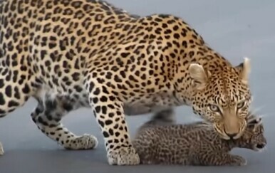 Leopard i mladunci