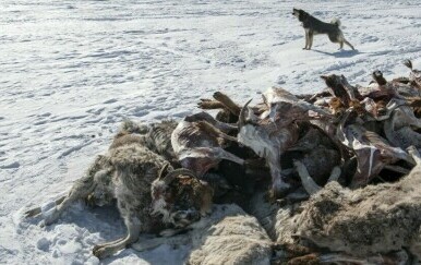 Pomor životinja u Mongoliji