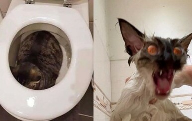 Uhvatili mačke u urnebesnim situacijama, ni vlasnicima nije jasno što izvode