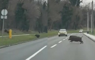 Krdo veprova istrčalo na Gračansku cestu u Zagrebu