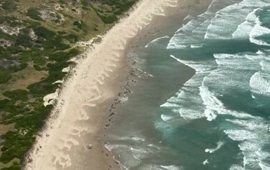 Nasukavanje crnih dupina na australskoj plaži